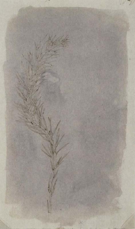 Willim Henry Fox Talbot Rosemary Twig oil painting picture